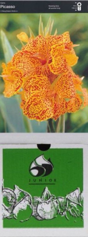 Kanna/canna Picasso 1 Szt.