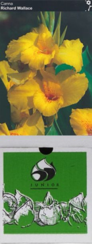 Kanna/canna Richard Walace 1 Szt.