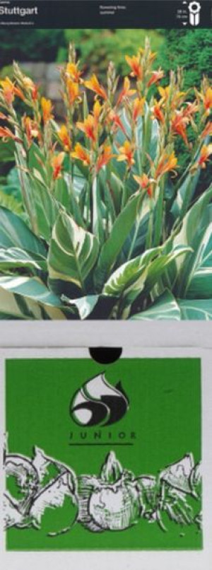 Kanna/canna Stuttgart 1 Szt.