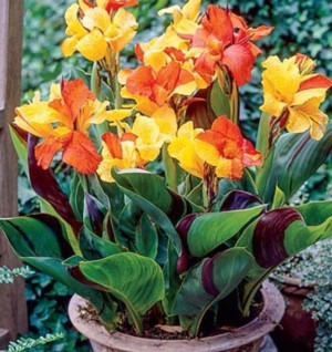 Kanna/canna Mieszanka 5 Sztuk