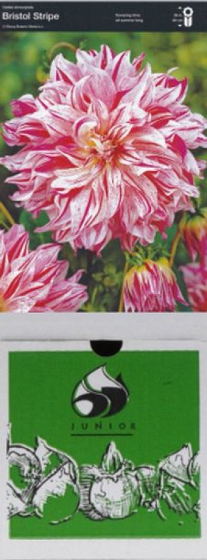 Dalia Dekoracyjna Bristol Strip 1 Szt.