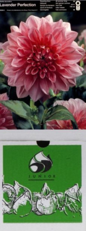 Dalia Talerzowata Lavender Perfection 1 Szt.