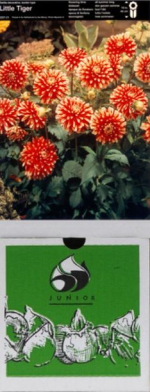 Dalia Dekoracyjna Little Tiger 1 Szt.