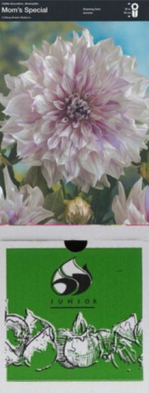 Dalia Dekoracyjna Mom's Special 1 Szt.