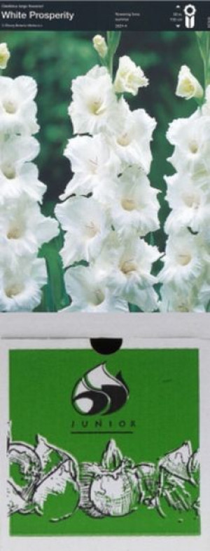 Mieczyk White Prosperity 5 Szt.