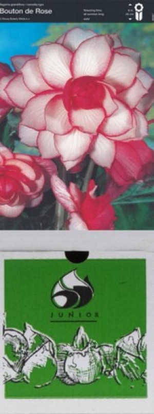 Begonia Pełna Bouton De Rose 1 Szt.