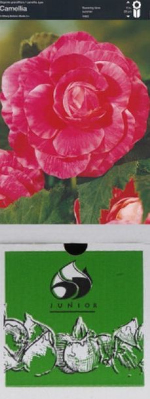 Begonia Dwukolorowa Camelia 1 Szt.