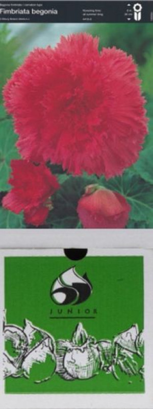 Begonia Strzępiasta Różowa 1 Szt.