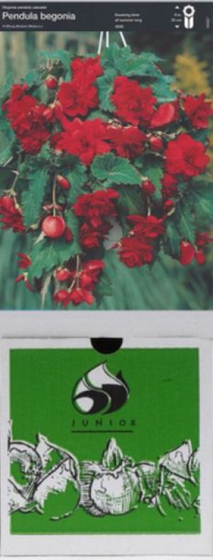 Begonia Zwisająca Czerwona 1 Szt.