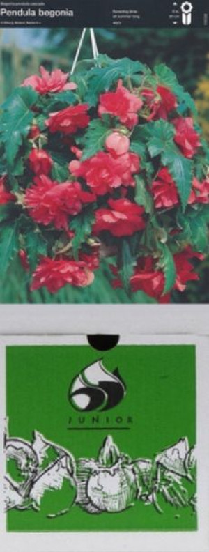 Begonia Zwisająca Różowa 1 Szt.