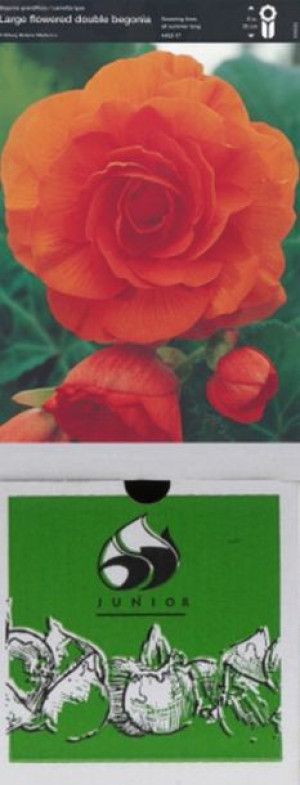 Begonia Pełna Pomarańczowa 1 Szt.