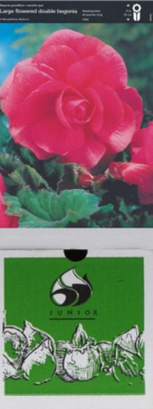 Begonia Pełna Różowa 1 Szt.