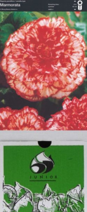 Begonia Pełna Marmorta 1 Szt.