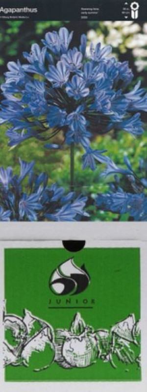 Agapanthus Niebieski 1 Szt.