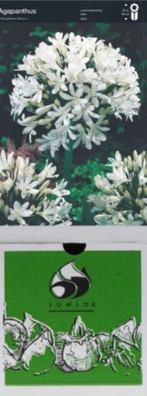 Agapanthus Biały 1 Szt.