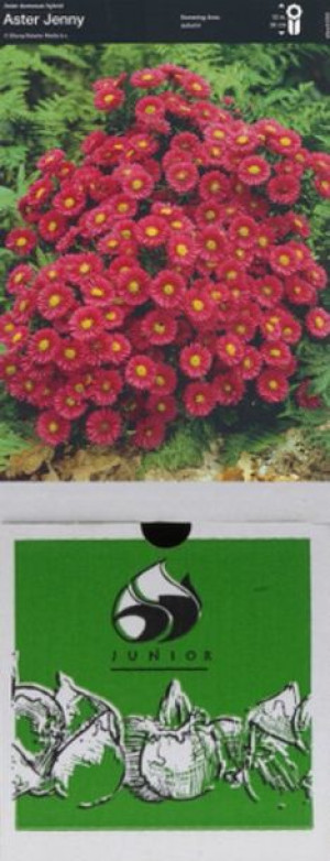Aster Jenny 1 Szt.