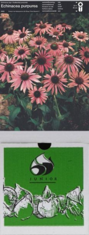 Echinacea Jeżówka Różowa 1 Szt.