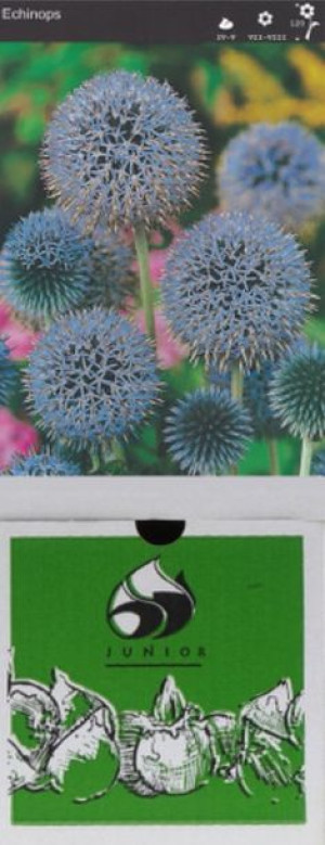 Echinops Ritro 1 Szt.