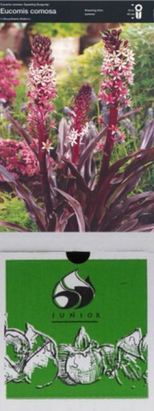 Eucomis Comosa 1 Szt.