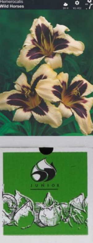 Hemerocallis Liliowiec Moonlit Masquei 1 Szt.