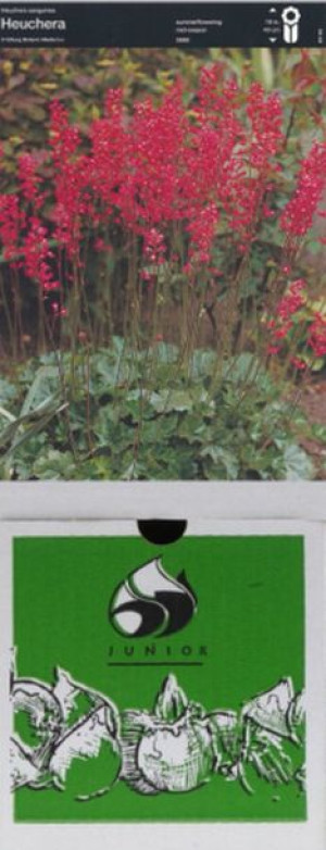 Heuchera Żurawka Sanguinea 1 Szt.