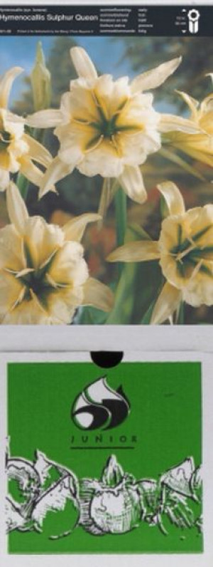 Isemna Sulphury Yellow 1 Szt.