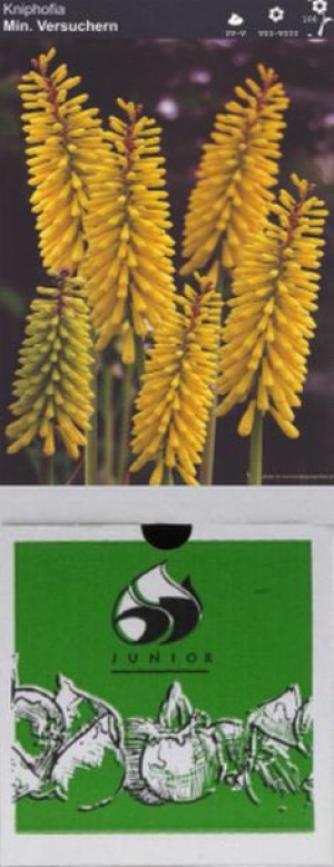 Kniphofia Trytoma Minister Verschuur 1 Szt.