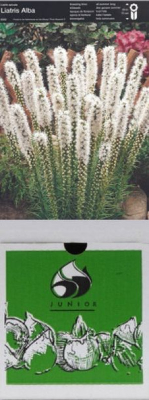 Liatris Spicata Alba Biała 5 Szt.