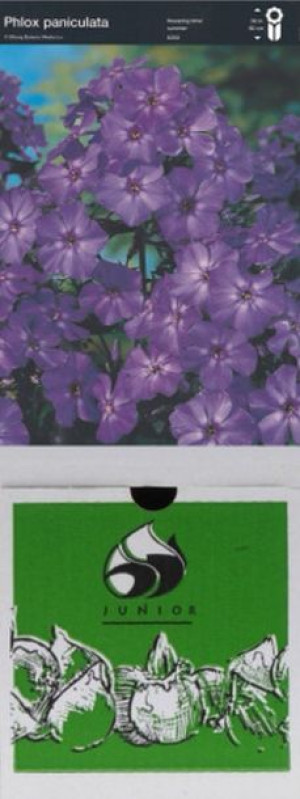 Phlox Wiechowaty Blue Boy 1 Szt.