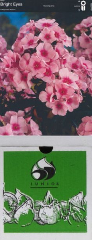 Phlox Wiechowaty Bright Eyes 1 Szt.