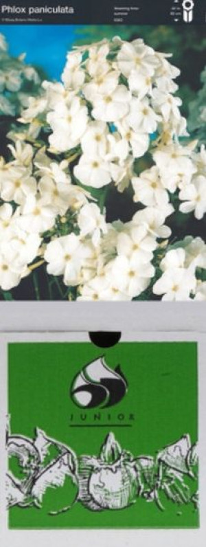 Phlox Wiechowaty Davida 1 Szt.