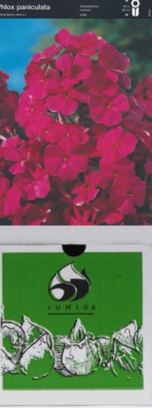 Phlox Wiechowaty Starfire 1 Szt.