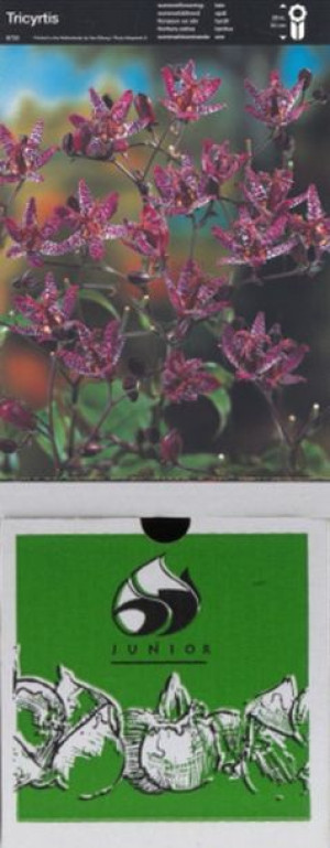 Trójsklepka Tricyrtis Hirta 1 Szt.