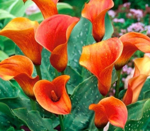 Zantedeschia Kalla Pomarańczowa 1 Szt.