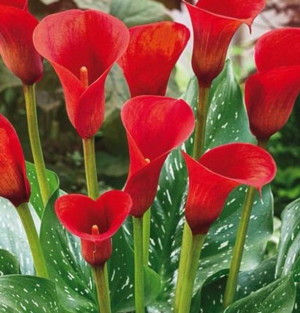 Zantedeschia Kalla Czerwona 1 Szt.