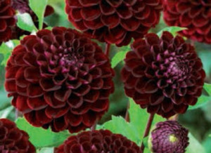 Dalia Pomponowa Black Diamond 1 Szt.