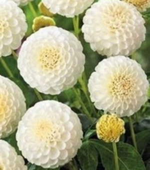 Dalia Pomponowa Snowflake 1 Szt.
