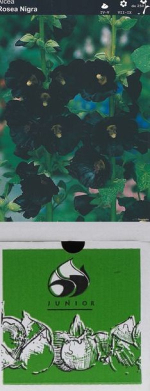 Alcea Malwa Nigra 1 Szt