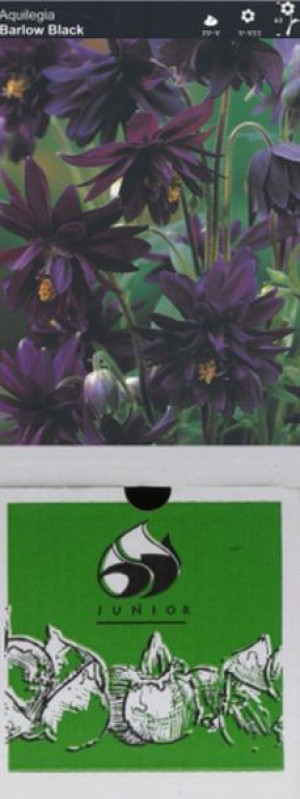 Aquilegia Orlik Pełny Black Barlow 1 Szt.