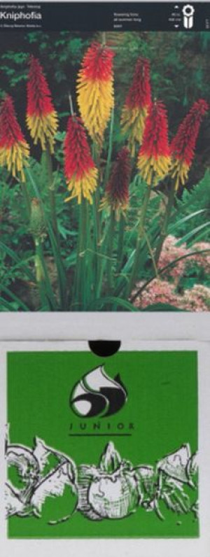 Kniphofia Trytoma Uvaria 1 Szt.