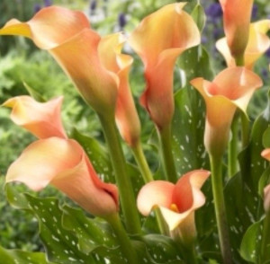 Zantedeschia Calla Cameleon 1 Szt.
