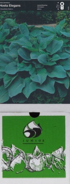 Hosta Funkia Elegans 1 Szt.