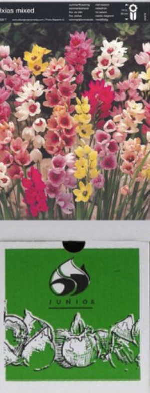 Ixia Iksja Ogrodowa Zestaw 50 Szt.