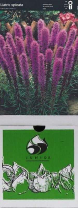 Liatris Spicata 5 Szt.