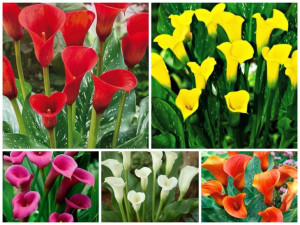 Zantedeschia Kalla Miesznka 5 Szt.