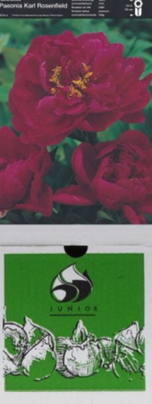 Piwonia Karl Rosenfield 1 Szt.