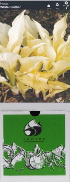 Hosta Funkia White Feather 10 Szt.