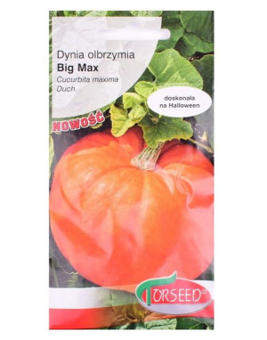 Nasiona Dynia Olb. Big Max 3 G.