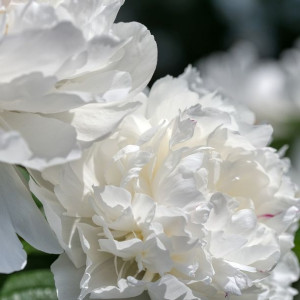 Piwonia Biała Duchesse 'De Nemours' 1 SZT