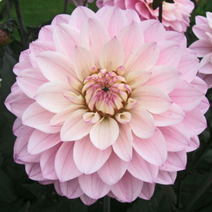 Dalia Niska Melody Harmony 1 SZT
